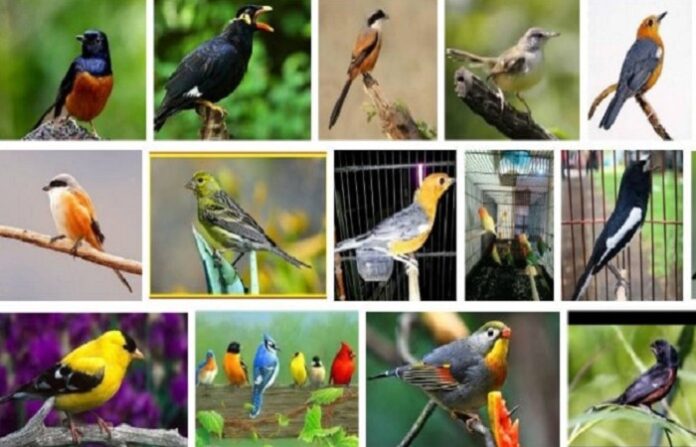 Jenis Burung Kicauan di Indonesia Bersuara Merdu