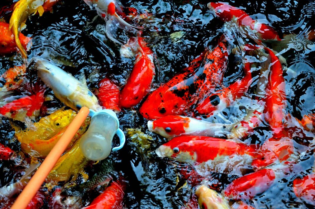 Cara Budidaya Ikan Koi Agar Cepat Berkembanga Lebih Baik