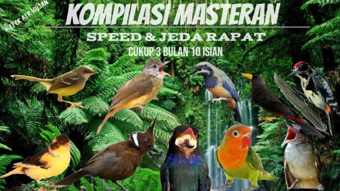 Download Suara Burung MP3 Masteran, Pancingan, Dan Cara Merawatnya