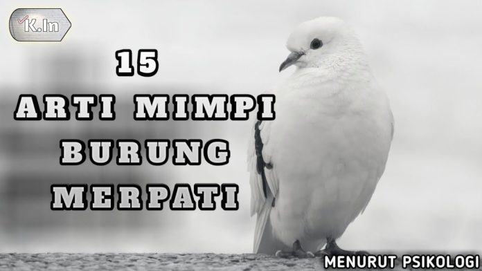 Kode Alam Burung Merpati Putih 2D, 3D, 4D Masuk Rumah Terbaru 2025