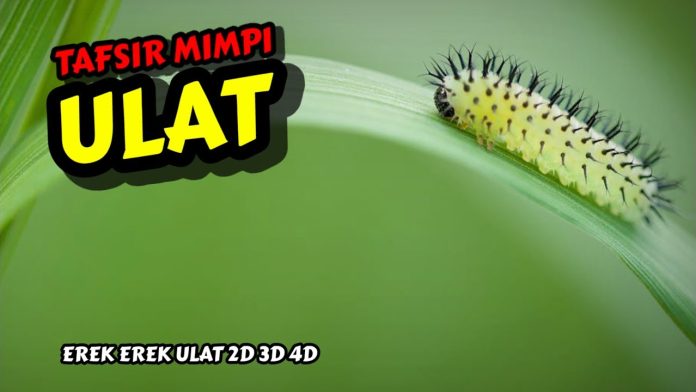 Kode Alam Ulat Bulu 2D 3D 4D Buku Primbon & Erek Erek 2025