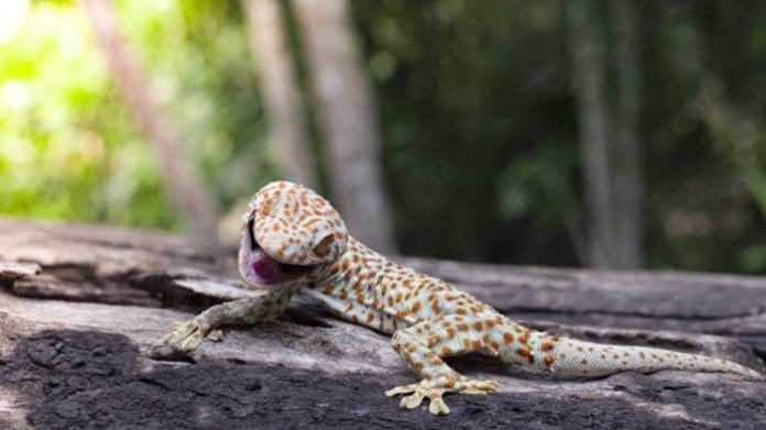 Kode Alam Suara Tokek 2D 3D 4D dan Arti Mimpi Terbaru 2025